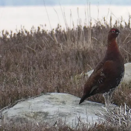 Ellerton Swaledale Bed & Breakfast Richmond (North Yorkshire)